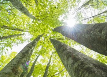 šuma i zdravlje