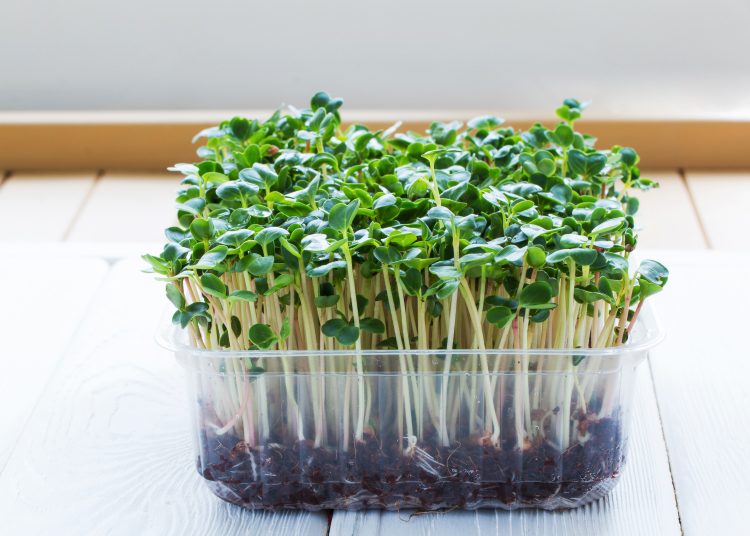 Mikrobilje: Kako uzgajati mikrobilje brokolija