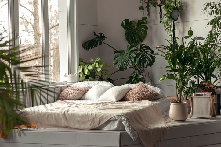 Biljke u spavaćoj sobi: Koje biljke ne treba držati tamo gde spavate; biljke u spavaćoj sobi