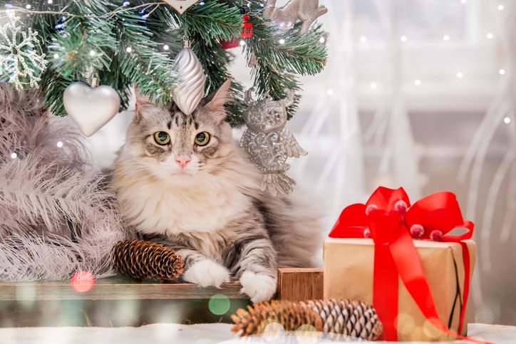 Najlepše jelke sa Instagrama; preslatka maca ispod novogodišnje jelke