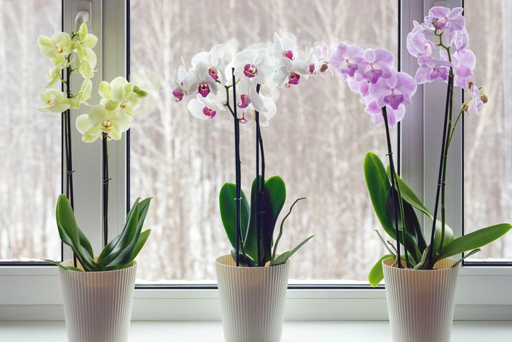 Kako da orhideja cveta tokom cele godine: Mali trikovi velikih majstora; tri raznobojne orhideje na prozoru
