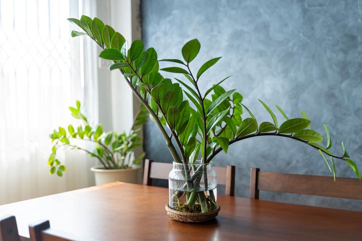 Zamija privlači pare i zdravlje – samo pazite gde je držite; biljka zamija u tegli na kuhinjskom stolu