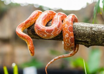 Šta znači sanjati zmiju: Na šta vam podsvest skreće pažnju; narandžasta zmija sklupčana na drvetu