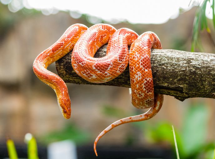 Šta znači sanjati zmiju: Na šta vam podsvest skreće pažnju; narandžasta zmija sklupčana na drvetu