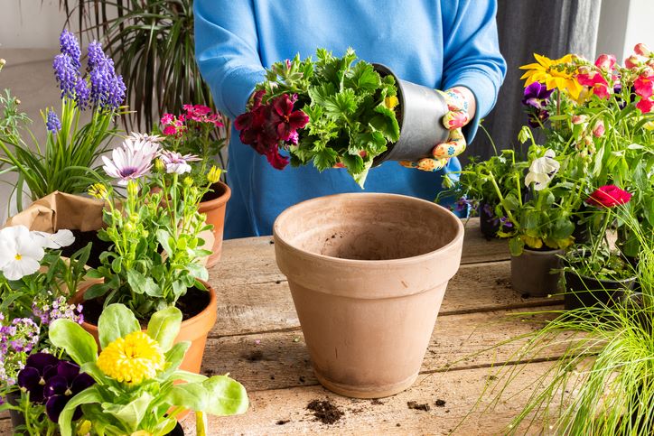 Kako se pravilno presađuju sobne biljke